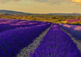 Campo de lavanda en floración en Caleruega.