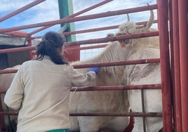 Una veterinaria realiza una prueba de saneamiento en una explotación de Salamanca.