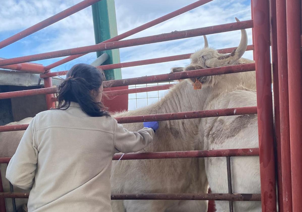 Una veterinaria realiza una prueba de saneamiento en una explotación de Salamanca.