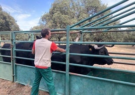 Un veterinario vacuna contra la lengua azul en Salamanca.