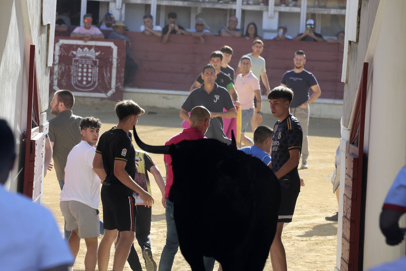 El álbum con los lances del Toro de la Feria de Medina del Campo