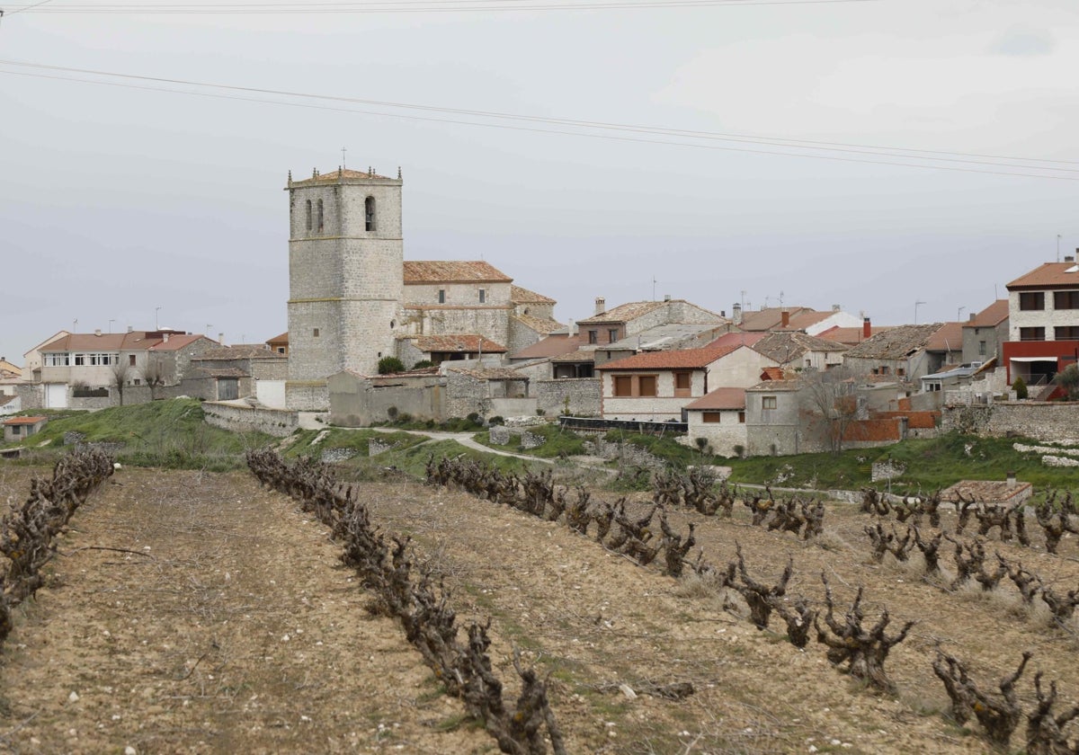 Viñedo, con el pueblo de fondo. Su altura respecto al nivel del mar sitúa a Canalejas de Peñafiel como lugar atractivo para la vid.