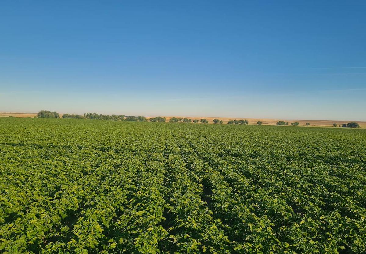 Cultivo de patatas en la provincia de Segovia, en esta campaña 2024.