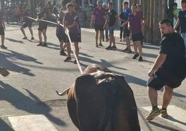 Exhibición de la vaca enmaromada de Palazuelo en Beas de Segura.