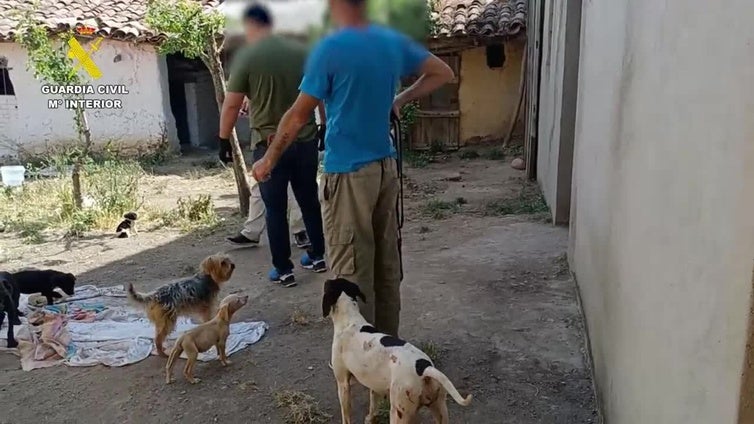 Rescatados cincuenta perros maltratados en una falsa protectora en Zamora