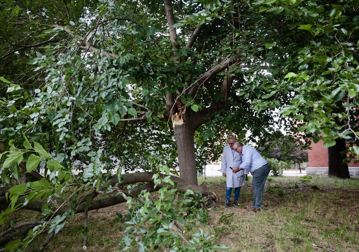 Imagen principal - Cae un árbol de grandes dimensiones en el Instituto Zorrilla