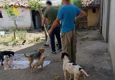 Rescatan a medio centenar de perros maltratados en una falsa protectora