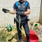 Capturan una serpiente de gran tamaño en una vivienda de Laguna de Duero