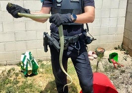 Un agente municipal, con la serpiente capturada.