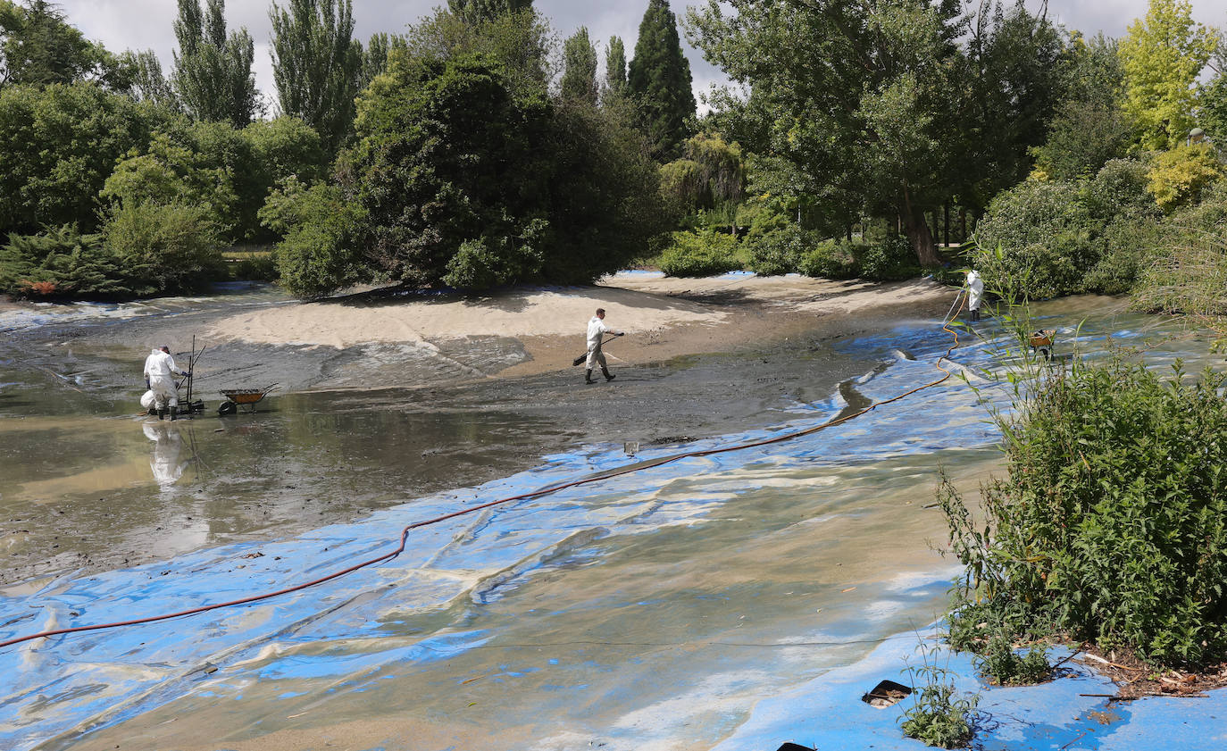 Los patos de Palencia se afanan en la limpieza de primavera