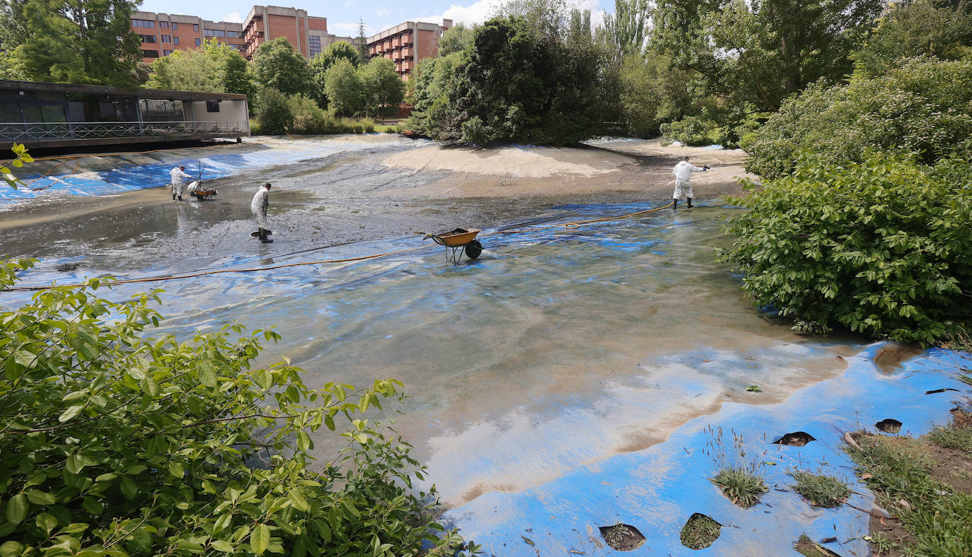 Los patos de Palencia se afanan en la limpieza de primavera