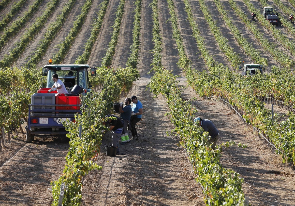 Cuadrilla de vendimiadores recogiendo uva en una viña de la localidad vallisoletana de Castrillo de Duero.