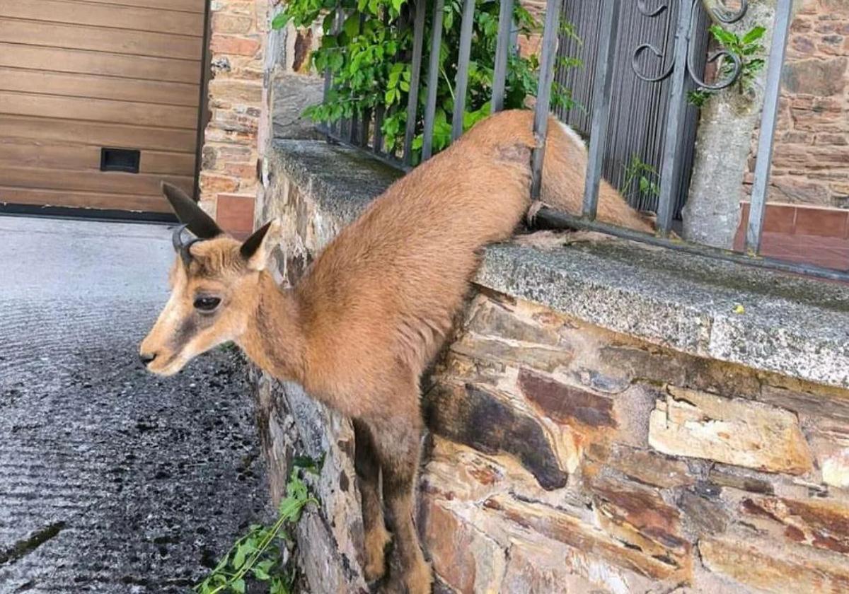 El animal todavía atrapado.