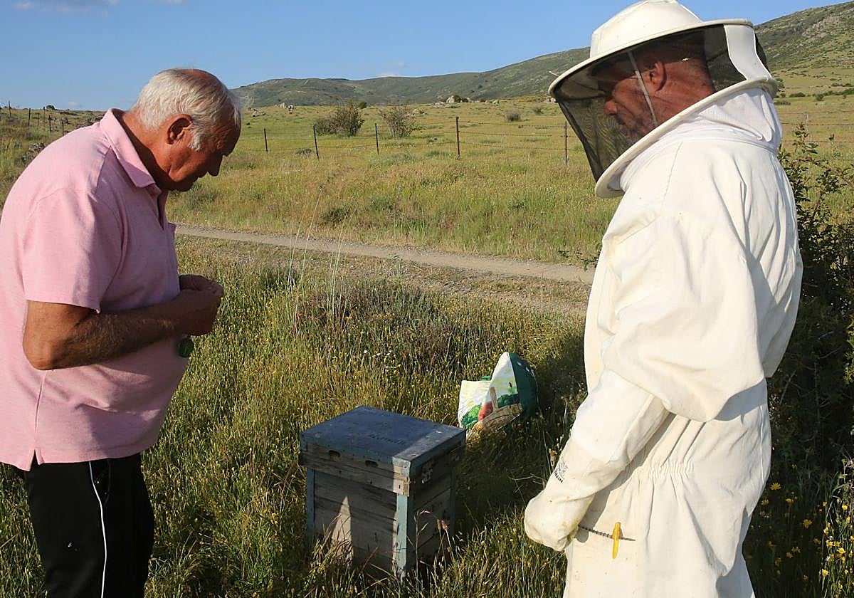 El apicultor Blas Valriberas, en una de sus salidas más recientes.