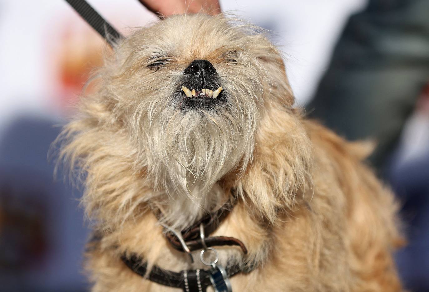 Las imágenes del concurso de los perros más feos celebrado en Petaluma, California