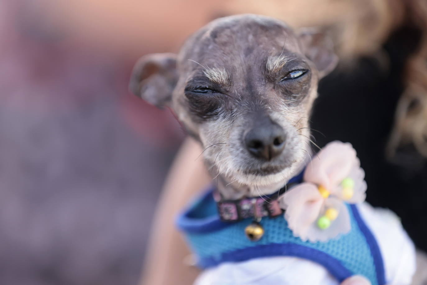 Las imágenes del concurso de los perros más feos celebrado en Petaluma, California