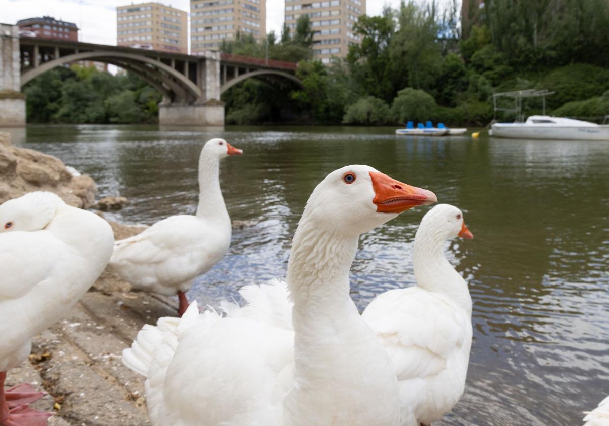 Zona del Pisuerga a su paso por Valladolid con patos y ocas.