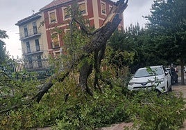 Rama del castaño caída sobre un paso de peatones en el Real Sitio de San Ildefonso.