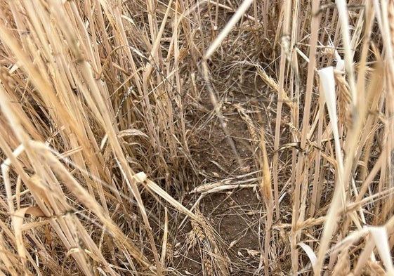 Parcela de cereal en La Moraña dañada por el pedrisco.