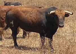 Los toros de Núñez del Cuvillo.