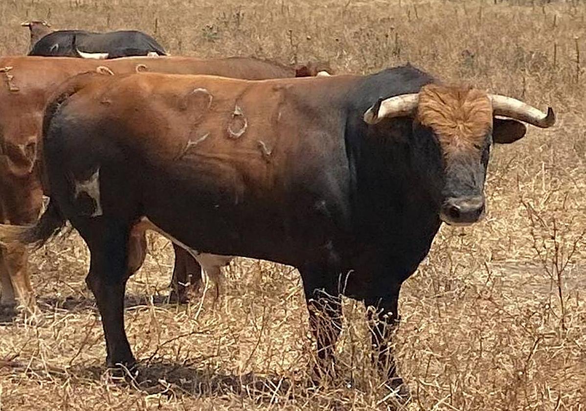 Los toros de Núñez del Cuvillo.