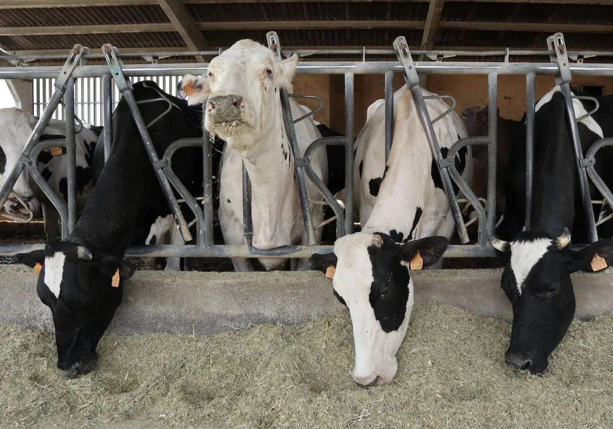 La sangría de ganaderos de leche no cesa y en la región ya están por debajo  de 700 | El Norte de Castilla