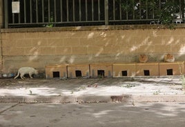 Comederos para gatos callejeros junto a la tapia del colegio de las Angélicas.