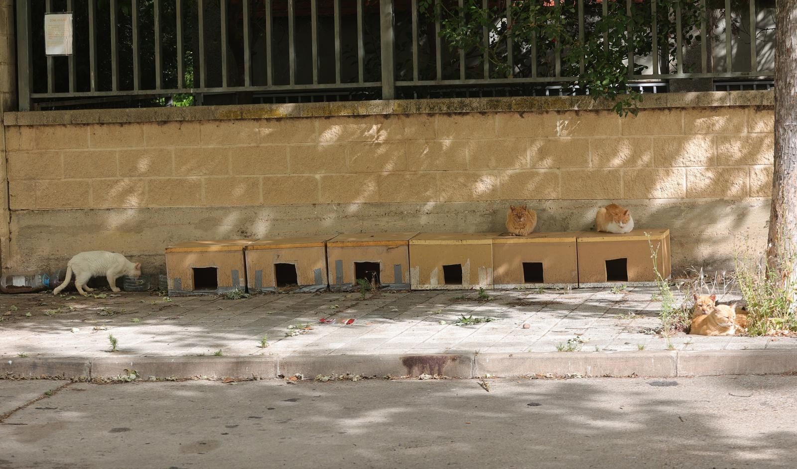 Comederos para gatos callejeros junto a la tapia del colegio de las Angélicas.