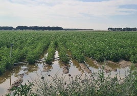 Campos inundados por las lluvias, este sábado.