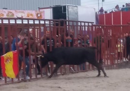 Numerosos aficionados taurinos acudieron este sábado a disfrutar de la suelta en Villanueva de Duero.