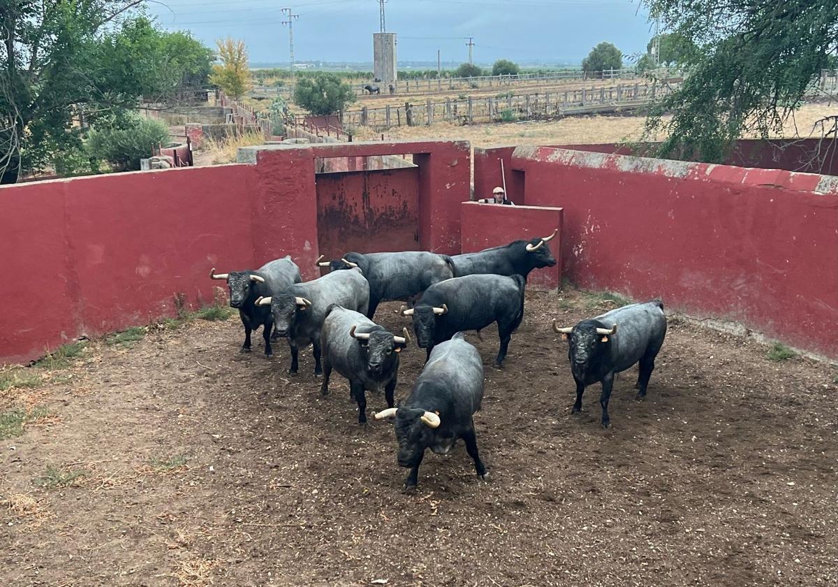 Toros de la ganadería Partido de Resina, durante el embarque.