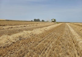 Siega de cereal durante los últimos días en La Moraña.