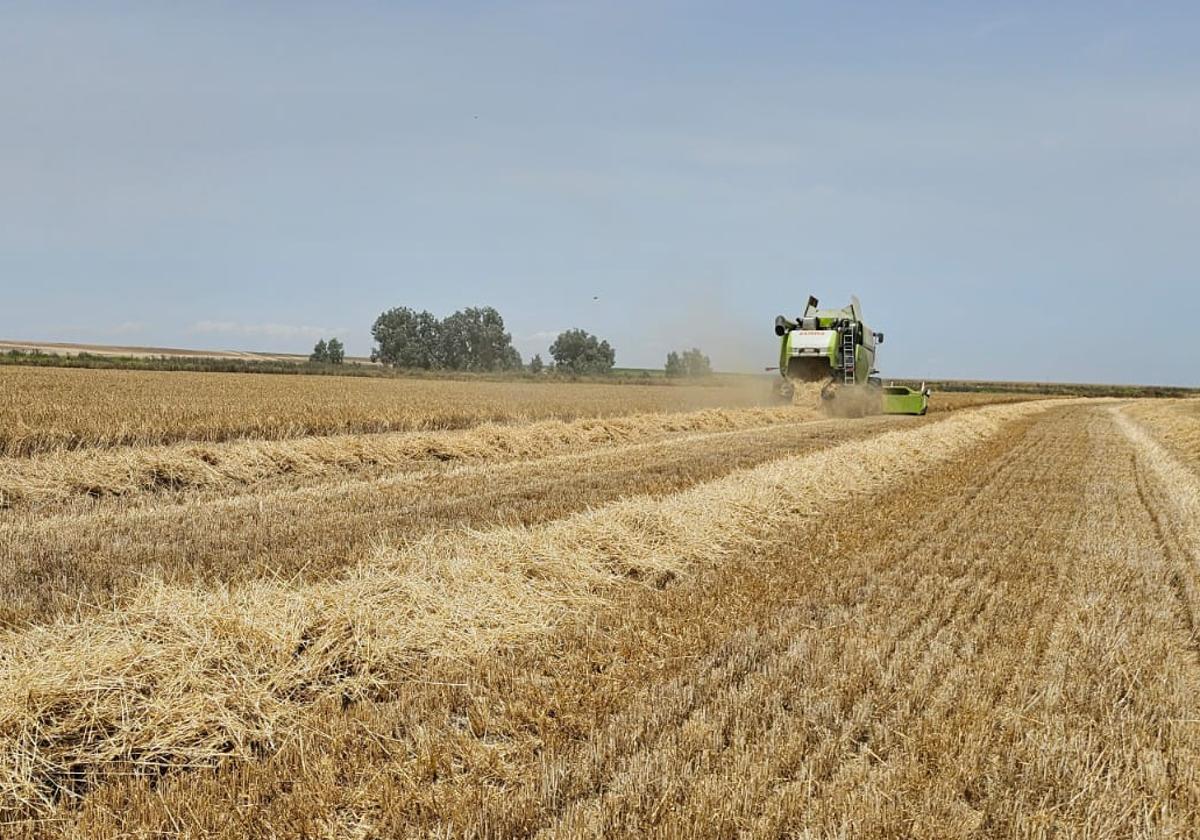 Siega de cereal durante los últimos días en La Moraña.