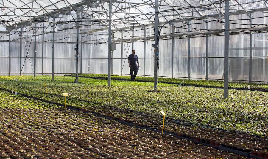 Interior del invernadero.