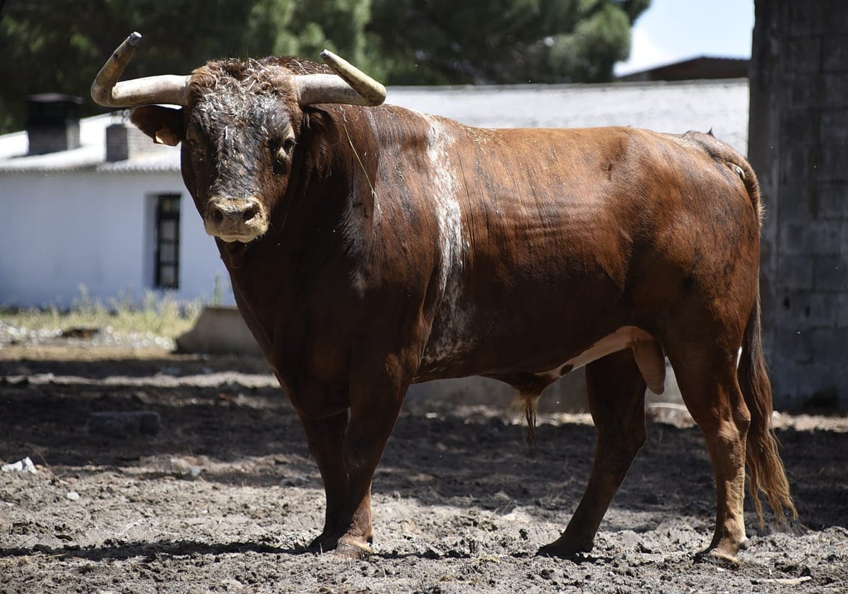 'Pocasganas', uno de los astados de la III Suelta de Toros 'El Fogato'