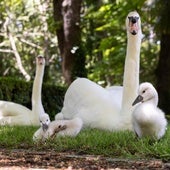 Buscan a los seis cisnes del Campo Grande, desaparecidos tras la tormenta del viernes