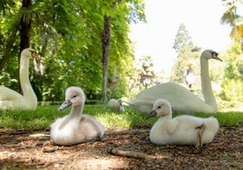 La familia de cisnes del Campo Grande descansaba a la sombra el pasado 4 de junio.