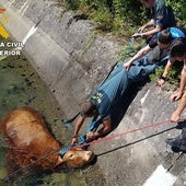 Rescatada una vaca que cayó accidentalmente al canal en Guardo