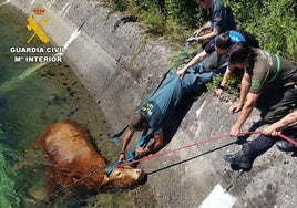 Tareas de rescate de la vaca del canal.