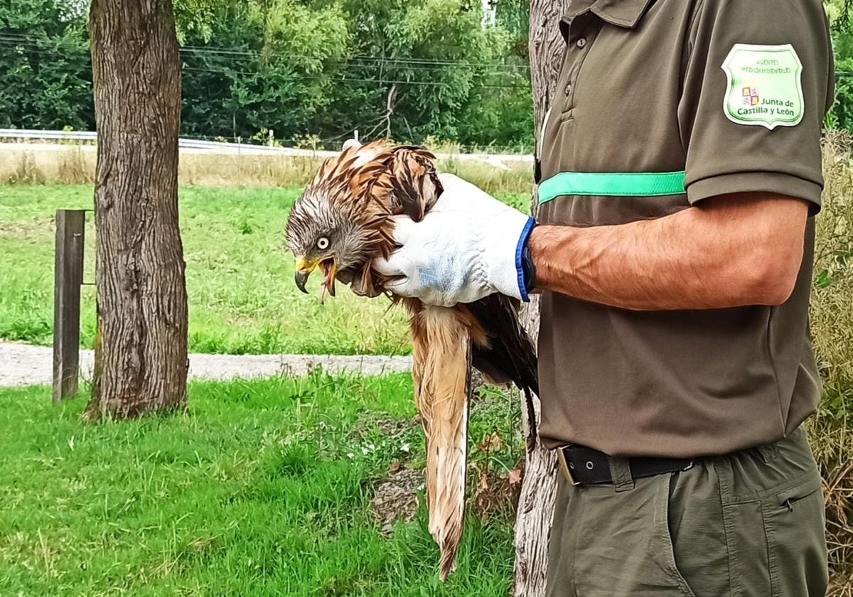 Milano real rescatado por agentes medioambientales en el Real Sitio.