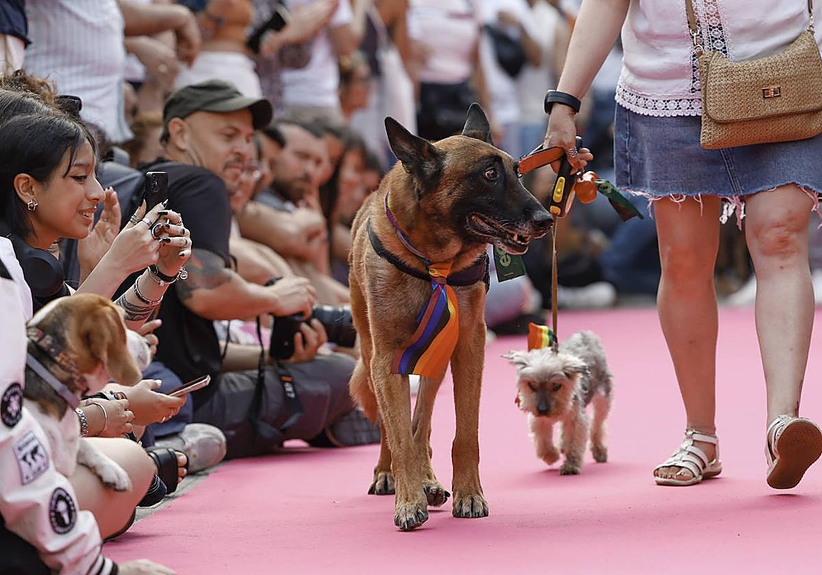 Mascotas en adopción.