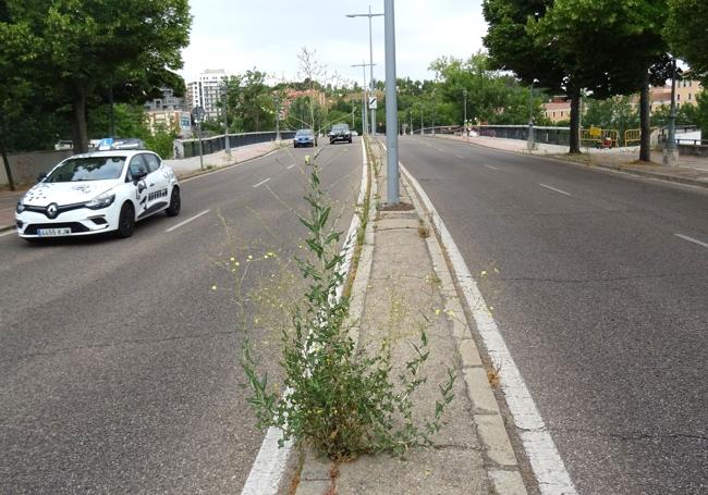 Malas hierbas en la mediana del puente de Juan de Austria.