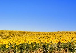 Una parcela de girasol en el término municipal de Melgar de Arriba.