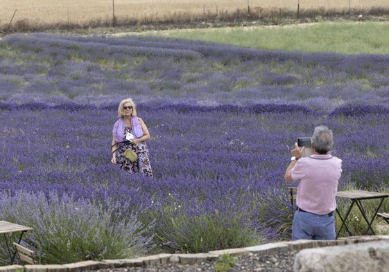 Un hombre retrata a su pareja en los campos de lavanda de Tiedra.