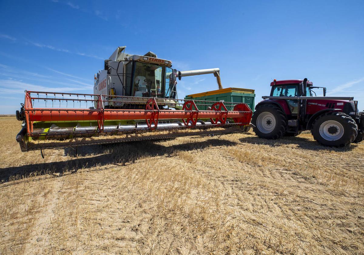 Siega de cereal esta semana en la provincia de Ávila.