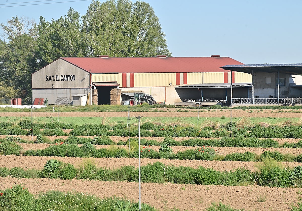 La producción agraria es esencial en la economía de Pollos.