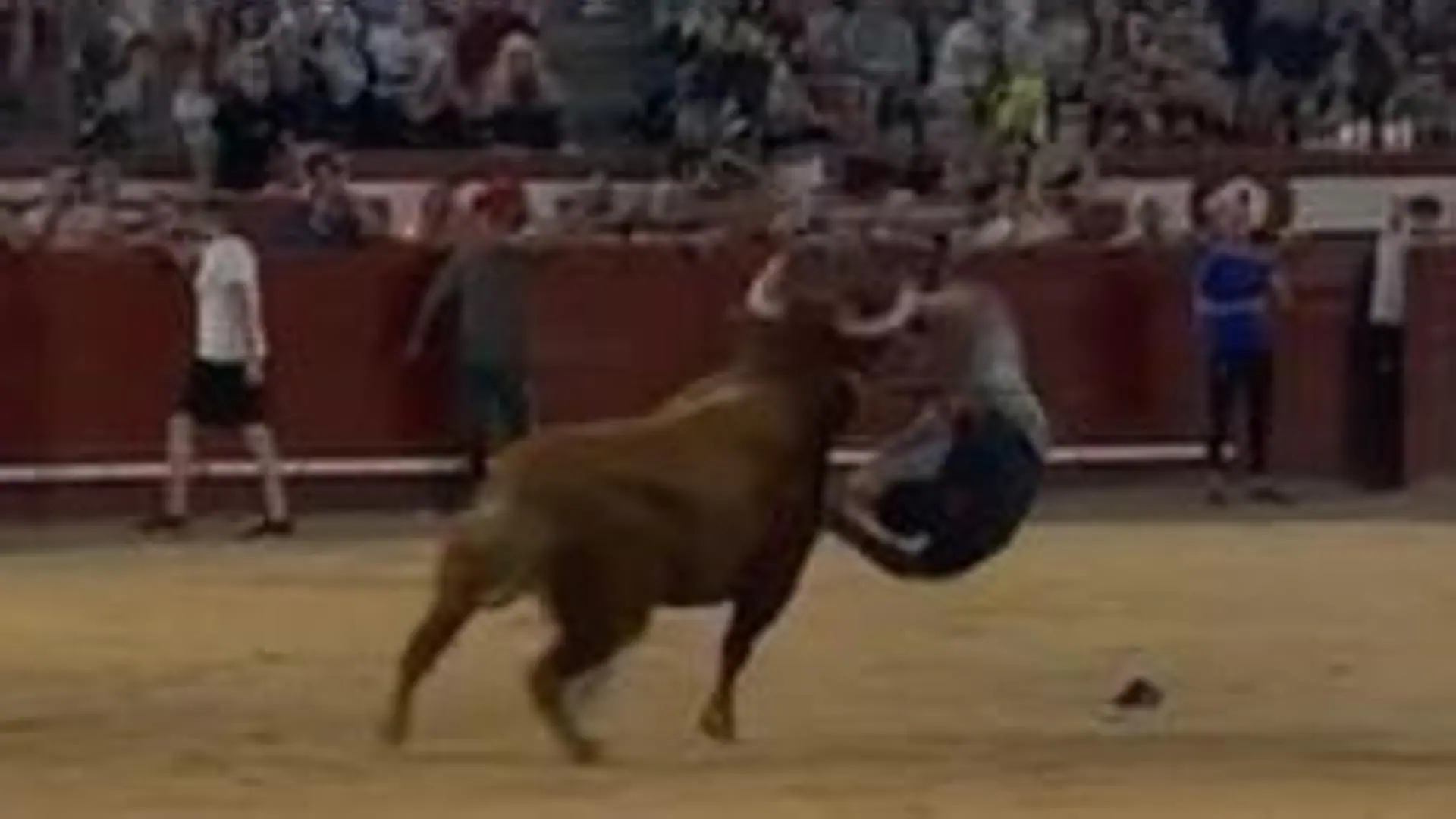 Vídeo: durísima cogida en la capea de Arévalo | El Norte de Castilla