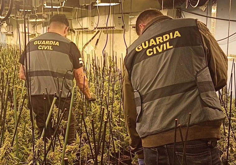 Guardia Civil inspecciona la plantación de marihuana en Turégano.