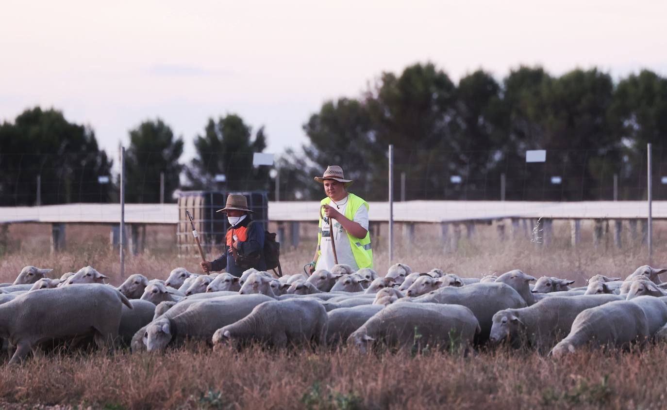 Las imágenes de la práctica de la trashumancia en un pueblo de Valladolid