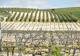 Viñedos en Quintanilla de Trigueros.